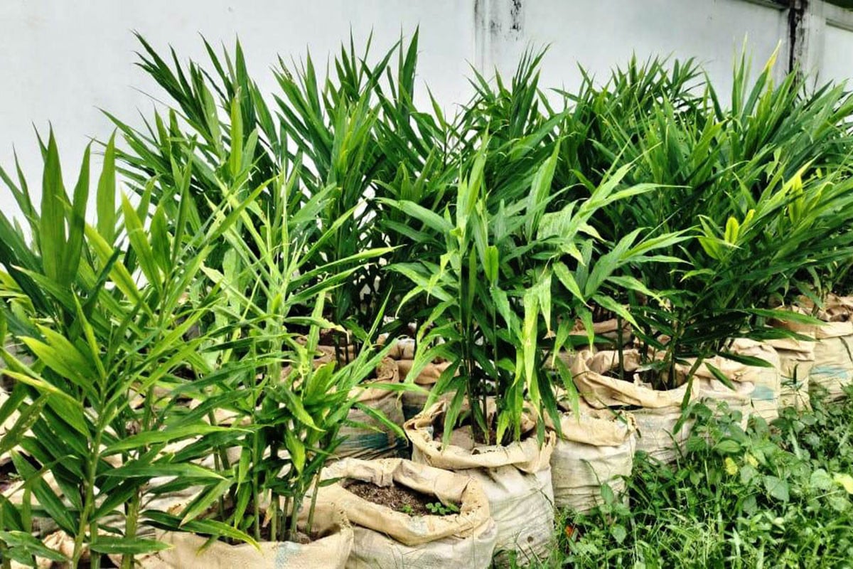বস্তায় আদা চাষ