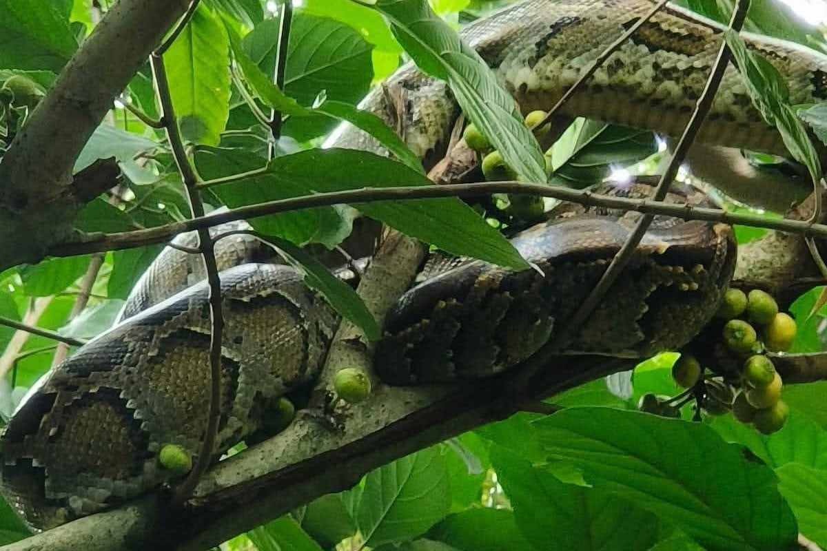 কুড়িগ্রামে ১০ ফুট লম্বা অজগর সাপ উদ্ধার