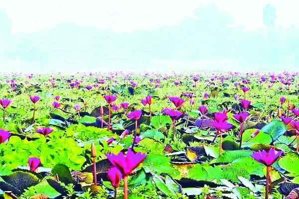 টোডা বিলে লাল শাপলা