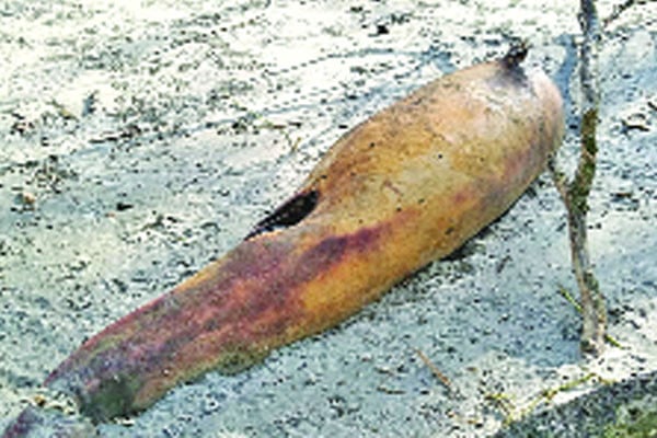 সৈকতে ভেসে এলো মৃত ডলফিন