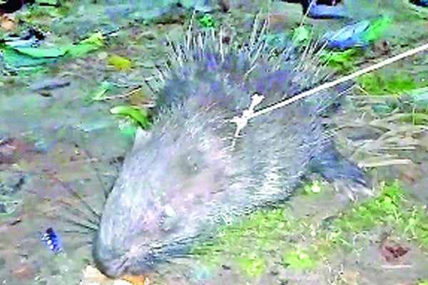 বিরল প্রজাতির শজারু উদ্ধার