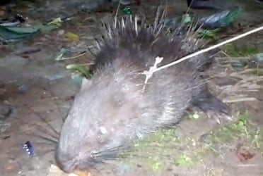 বিরল প্রজাতির সজারু উদ্ধার