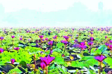 টোডা বিলে লাল শাপলা