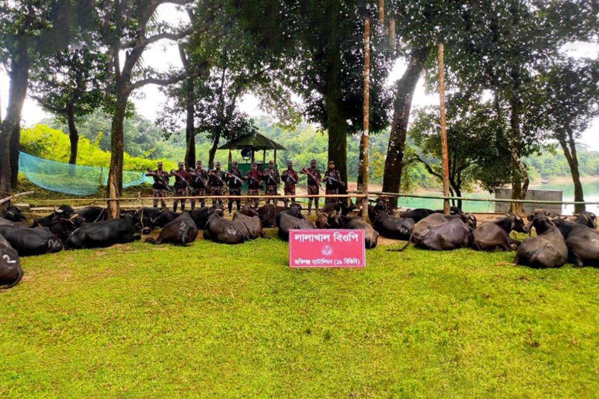 সিলেট সীমান্ত থেকে অর্ধশতাধিক মহিষ আটক