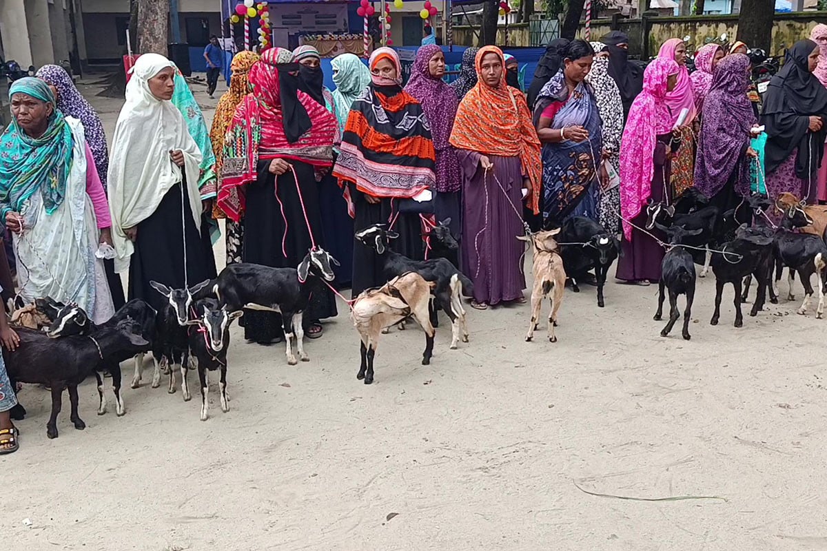 পঞ্চগড়ে সীমান্তবর্তী অসহায় গৃহিনীদের মাঝে ছাগল বিতরণ