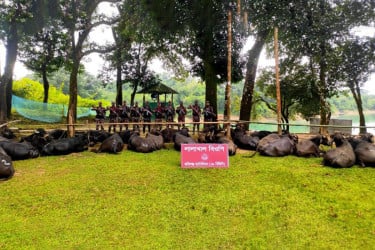 সিলেট সীমান্ত থেকে অর্ধশতাধিক মহিষ আটক