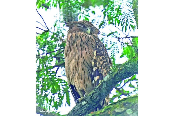 খাদ্যসংকটে বিলুপ্তির পথে হুতুম পেঁচা