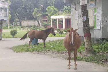 বোয়ালমারীতে পাগলা ঘোড়ার তাণ্ডব, আহত ২০