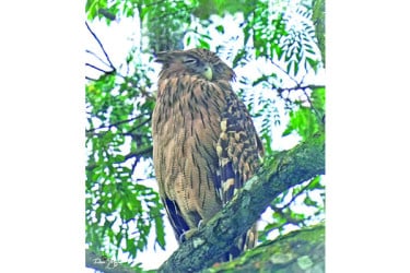 খাদ্যসংকটে বিলুপ্তির পথে হুতুম পেঁচা