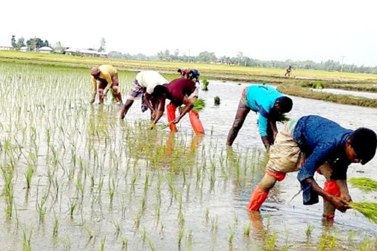 নবীনগরে জমজমাট ধানের চারার হাট
