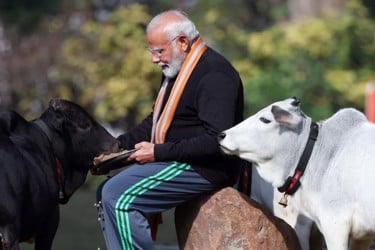 মোদির আমলে গরুর মাংস রফতানিতে ভারতের রেকর্ড