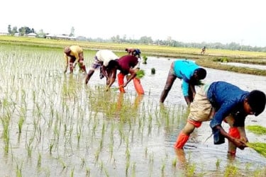 নবীনগরে জমজমাট ধানের চারার হাট