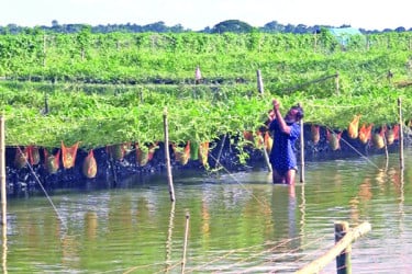 অসময়ে তরমুজ চাষে সাফল্য