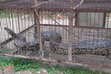 সিংড়া জাতীয় উদ্যানে যাচ্ছে ৭ ফুট লম্বা অজগর