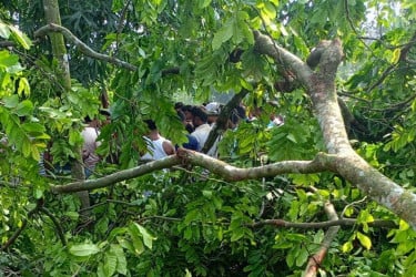 লালমনিরহাটের পাটগ্রামে গাছ কাটতে গিয়ে রিকশাচালকের মৃত্যু