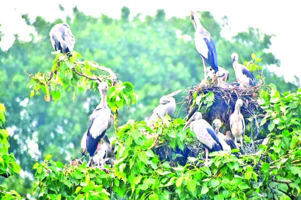 শামুকখোল পাখির অভয়ারণ্য