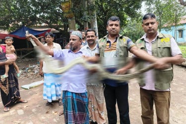 গাজীপুরে বসতবাড়ি থেকে বিলুপ্ত প্রজাতির পাইথন উদ্ধার