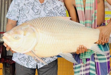 পদ্মার এক কাতল বিক্রি ৪৪ হাজার টাকায়