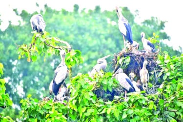শামুকখোল পাখির অভয়ারণ্য