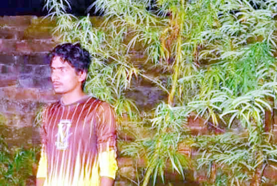 দিনাজপুরে গাঁজার গাছসহ আটক ১