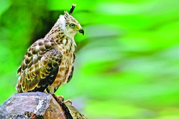 বহুরূপী ঈগল