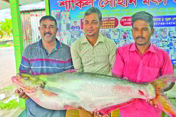 লাখ টাকার ঢাই মাছ