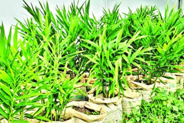 হাজারো বস্তায় আদা চাষ