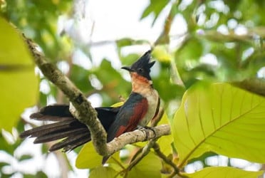 দেখা মিললো বিরল পরিযায়ী খয়রাপাখ পাপিয়া পাখির