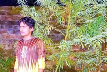 দিনাজপুরে গাঁজার গাছসহ আটক ১