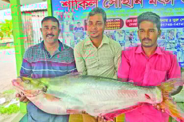 লাখ টাকার ঢাই মাছ