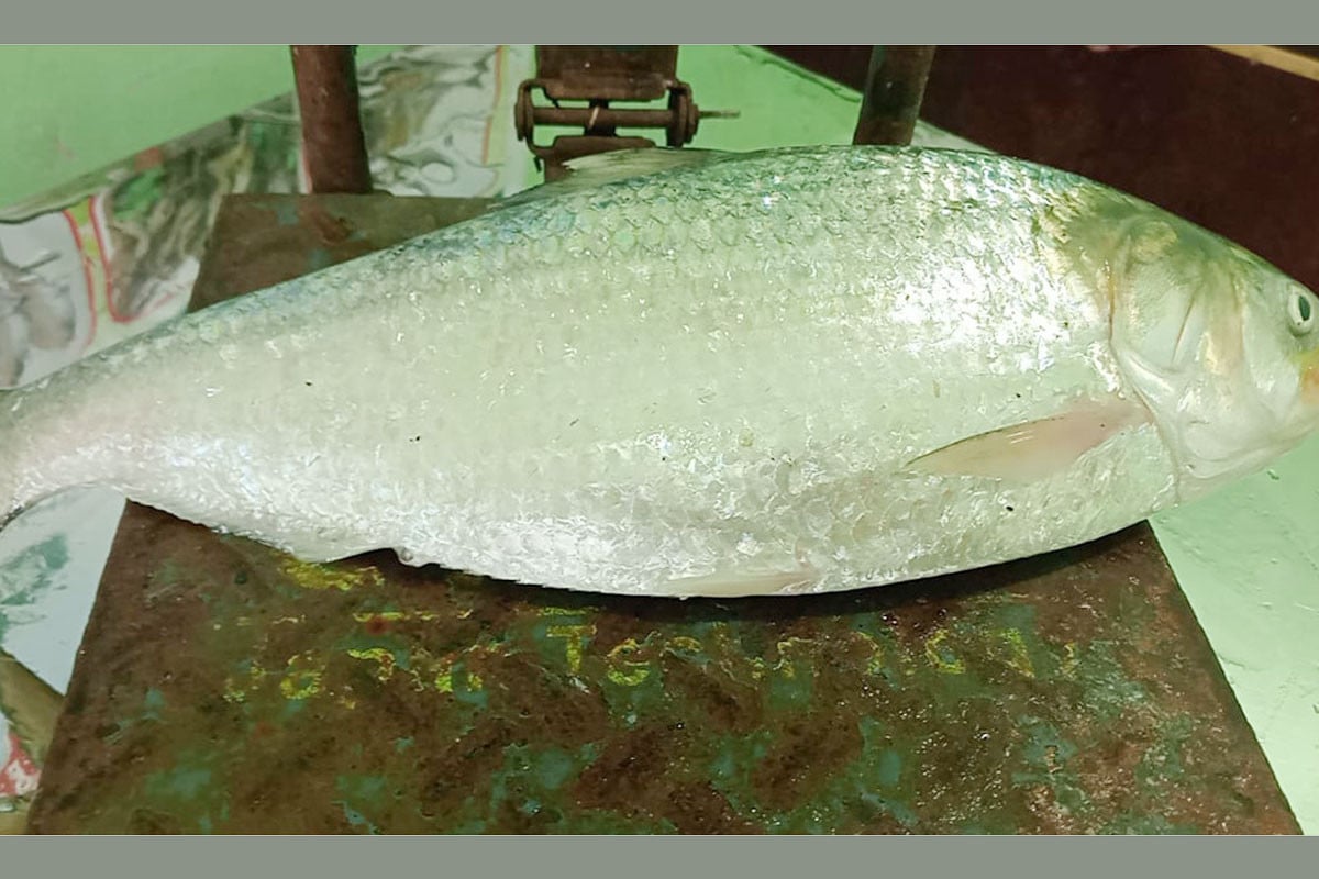 একটি ইলিশ বিক্রি ৮ হাজার ৭৫০ টাকায়