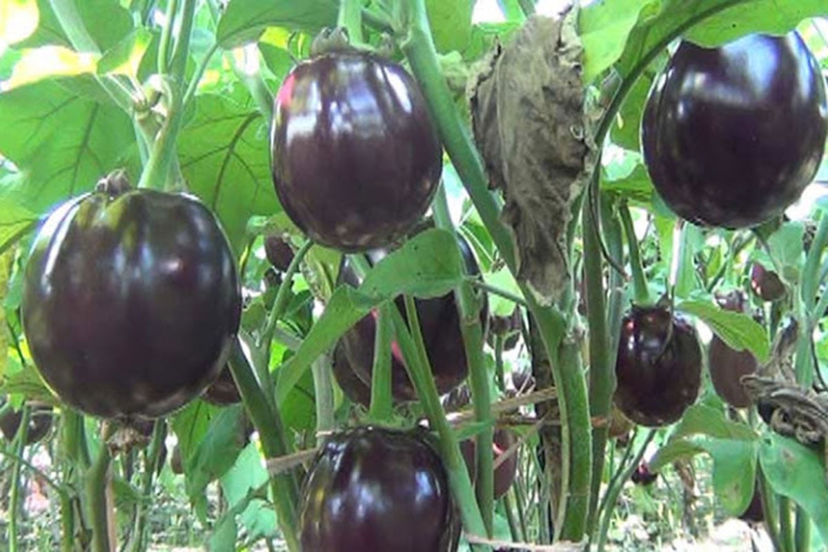 রংপুর থেকে হারিয়ে গেছে খটখটিয়া বেগুন