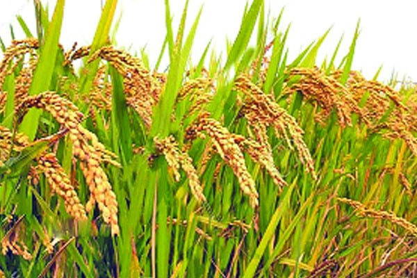 আমন উৎপাদনে তিন চ্যালেঞ্জ
