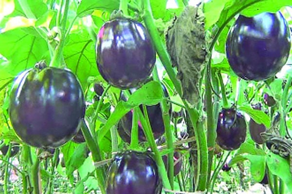 রংপুর থেকে হারিয়ে গেছে খটখটিয়া বেগুন