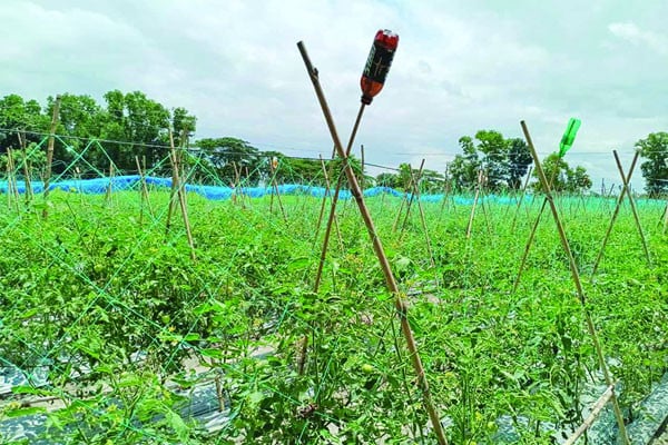 গ্রীষ্মকালীন টম্যাটোর বাম্পার ফলন