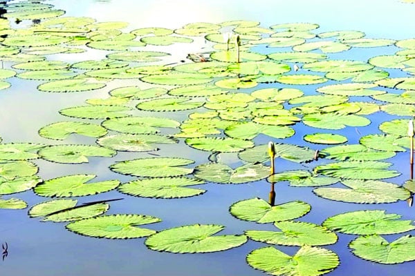 হারিয়ে যাচ্ছে শাপলা
