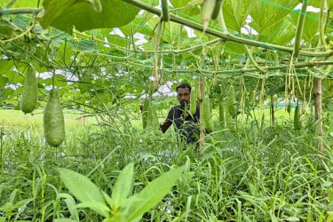 সোনারগাঁয়ে স্থানীয় কৃষকদের অনুপ্রেরণার উৎস রমজান আলী