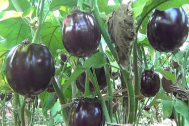 রংপুর থেকে হারিয়ে গেছে খটখটিয়া বেগুন