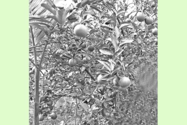 সবুজ পাতার ফাঁকে ঝুলছে স্বপ্ন