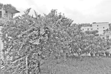 তপ্ত নগর ঠান্ডা রাখবে ছাদবাগান