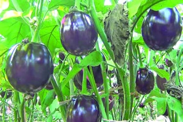 রংপুর থেকে হারিয়ে গেছে খটখটিয়া বেগুন