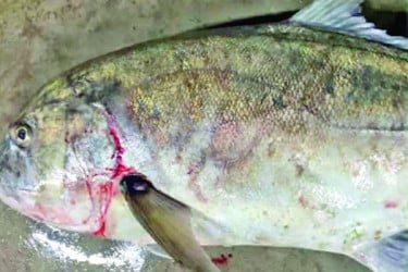জেলের জালে ধরা পড়ল ৩০ কেজির তবল মাছ