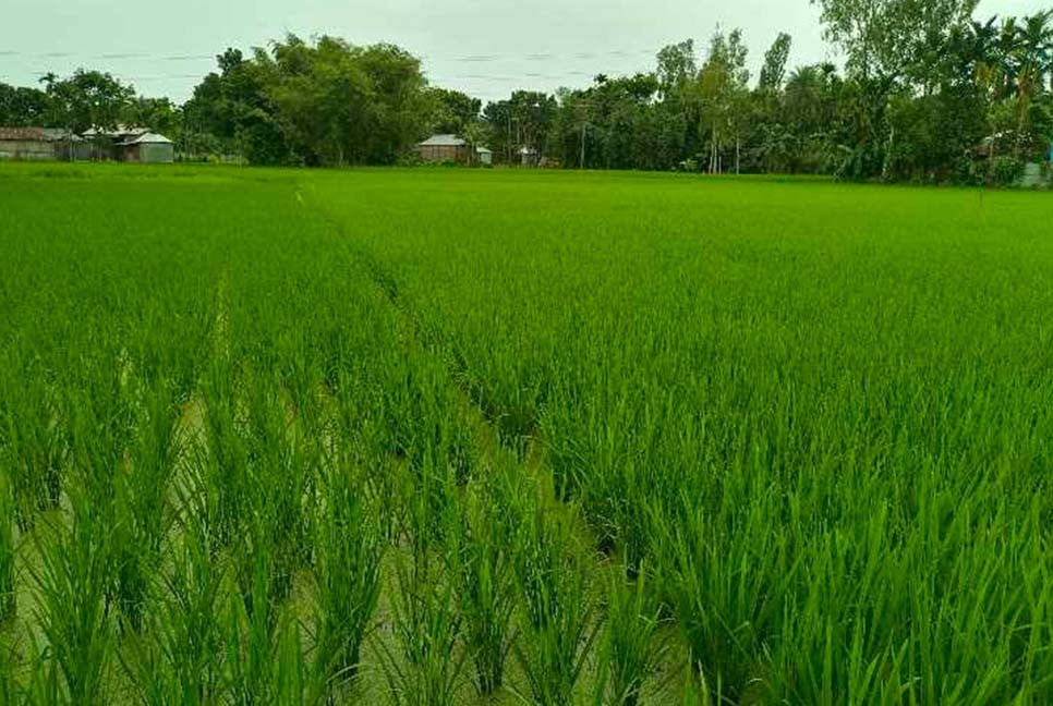 বৃষ্টিনির্ভর আমন ধানে প্রকৃতি সদয় হচ্ছে না