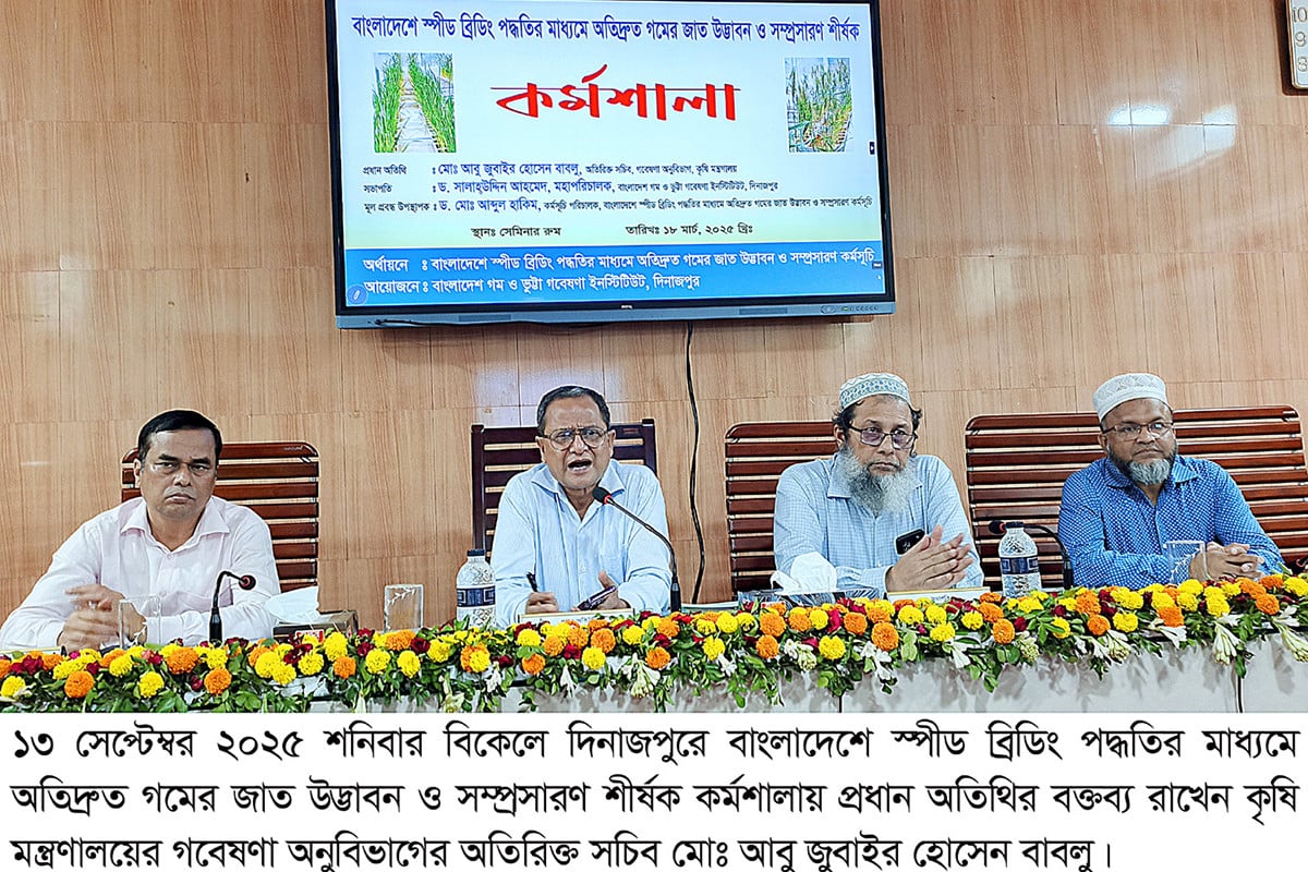 দিনাজপুরে স্পীড ব্রিডিং কর্মশালা: অতিদ্রুত গমের জাত উদ্ভাবনে নতুন দিগন্ত