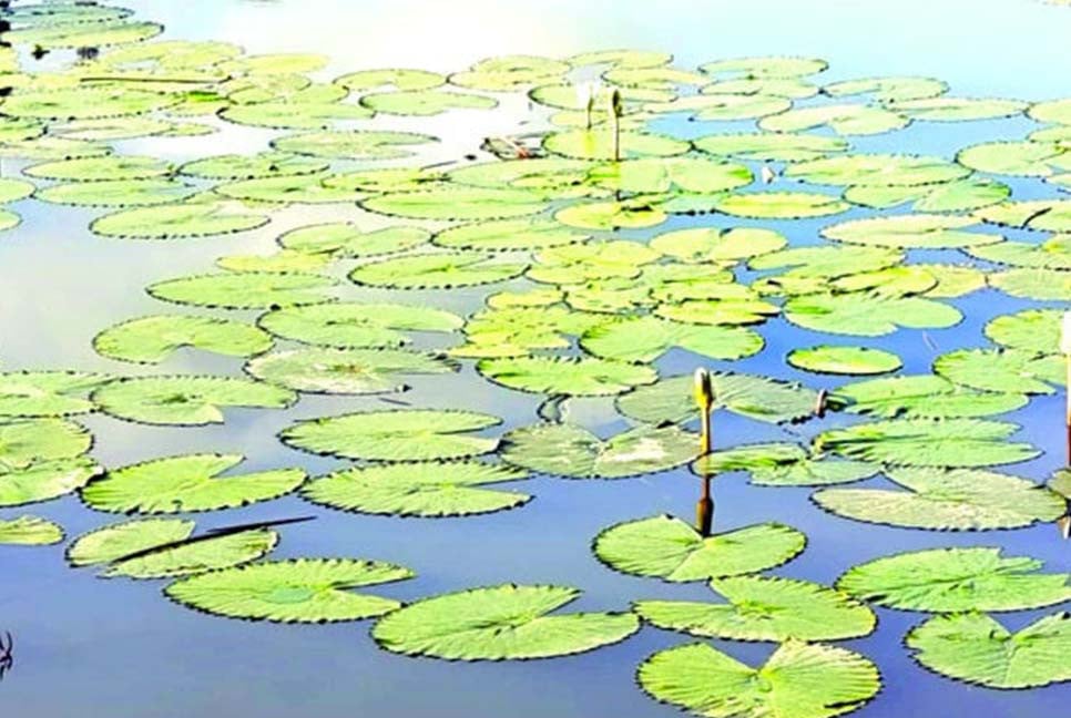 হারিয়ে যাচ্ছে শাপলা