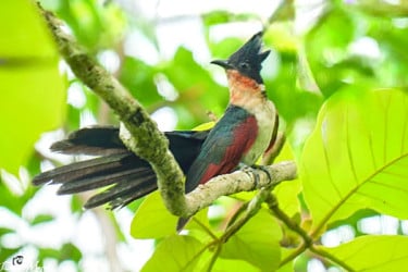 খয়রাপাখ পাপিয়ার ঝুঁটিতে মুগ্ধতা