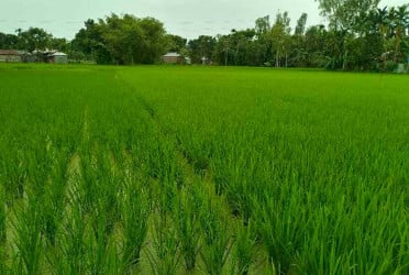 বৃষ্টিনির্ভর আমন ধানে প্রকৃতি সদয় হচ্ছে না