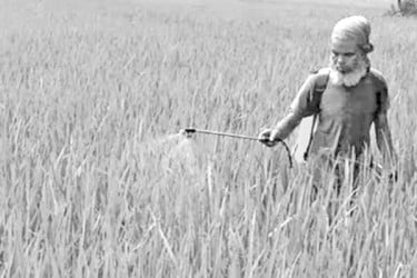 আমন আবাদ লক্ষ্যমাত্রা ছাড়িয়েছে দিনাজপুরে