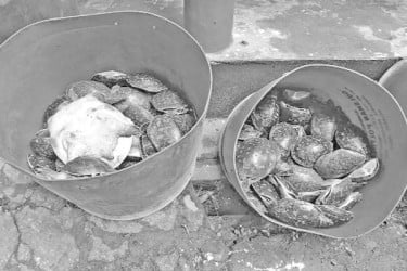 বেগমগঞ্জে পাচারকালে ৪২৫টি কচ্ছপ উদ্ধার