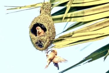 হারিয়ে যাচ্ছে বাবুই পাখির অপূর্ব বাসগৃহ